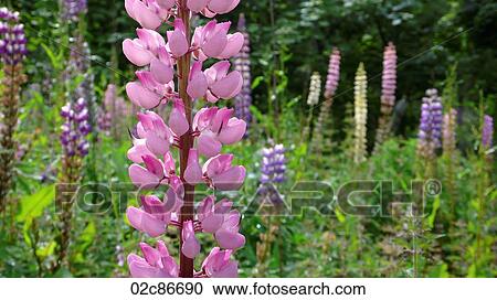 Field of wild Lupins, Scottish Highlands. View Large Photo Image Stock Image - Field of wild Lupins, Scottish Highlands.. Fotosearch