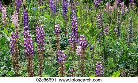 Field of wild Lupins, Scottish Highlands. View Large Photo Image Stock Image - Field of wild Lupins, Scottish Highlands.. Fotosearch