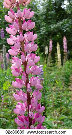 Field of wild Lupins, Scottish Highlands. View Large Photo Image Stock Photo - Field of wild Lupins, Scottish Highlands.. Fotosearch