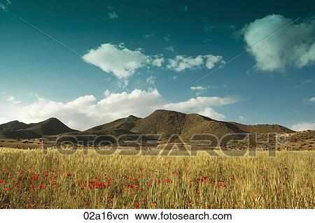 Field of wildflowers and hills View Large Photo Image Picture - Field of wildflowers and hills. Fotosearch