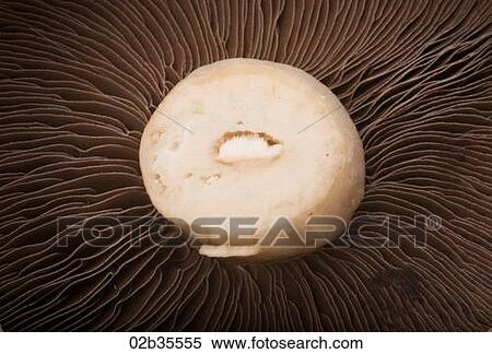 Flat Mushroom View Large Photo Image Stock Photography - Flat Mushroom. Fotosearch