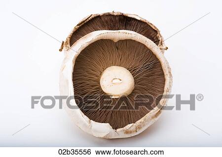 Flat Mushrooms View Large Photo Image Stock Photograph - Flat Mushrooms. Fotosearch