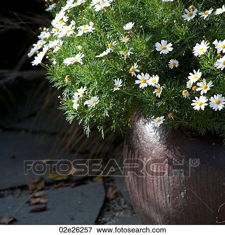 Flower pot of daisies in the Hamptons View Large Photo Image Stock Photo - Flower pot of daisies in the Hamptons. Fotosearch