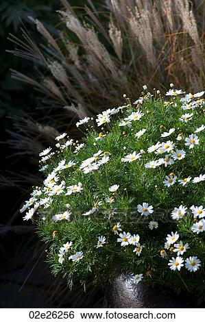 Flower pot of daisies in the Hamptons View Large Photo Image Stock Photograph - Flower pot of daisies in the Hamptons. Fotosearch