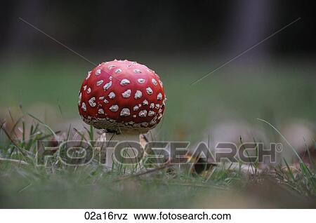 Fly agaric mushroom View Large Photo Image Stock Photo - Fly agaric mushroom. Fotosearch