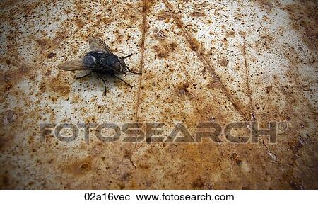 Fly on rusty surface View Large Photo Image Stock Image - Fly on rusty surface. Fotosearch