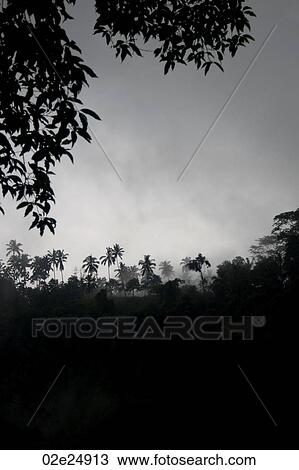 Fog over tropical foliage in Bali View Large Photo Image Stock Image - Fog over tropical foliage in Bali. Fotosearch