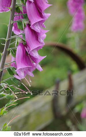 Fox gloves growing neaer a fence View Large Photo Image Stock Image - Fox gloves growing neaer a fence. Fotosearch