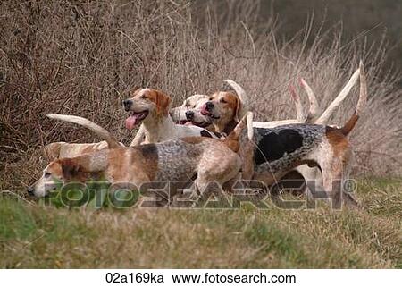 Stock Image - Foxhounds. Fotosearch