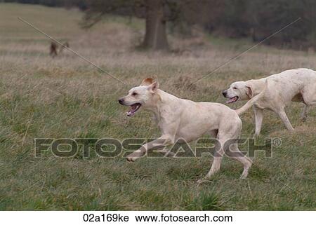 Stock Image - Foxhounds. Fotosearch