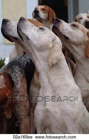 Stock Image - Foxhounds. Fotosearch