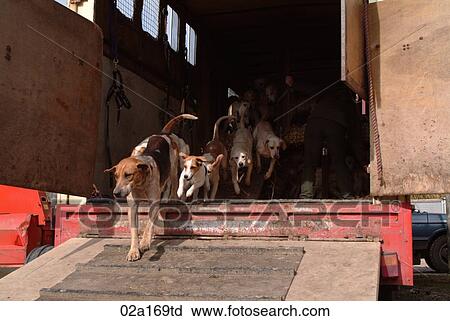 Foxhounds View Large Photo Image Stock Image - Foxhounds. Fotosearch