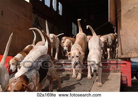 Foxhounds View Large Photo Image Stock Image - Foxhounds. Fotosearch