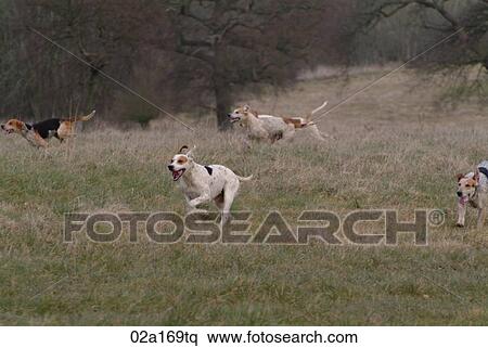 Foxhounds View Large Photo Image Stock Photography - Foxhounds. Fotosearch