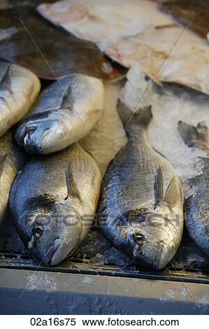 Stock Photography - Fresh Fish. Fotosearch