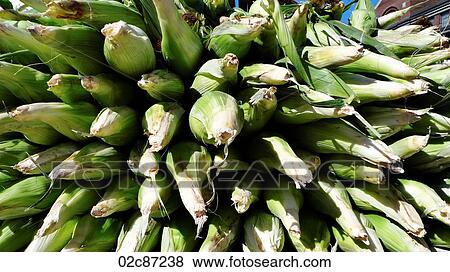 Freshly picked corn on the cob on display at a farmer's market. View Large Photo Image Stock Photo - Freshly picked corn on the cob on display at a farmer's market.. Fotosearch