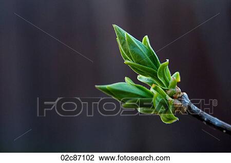 Freshly sprouted tree buds. View Large Photo Image Stock Image - Freshly sprouted tree buds.. Fotosearch