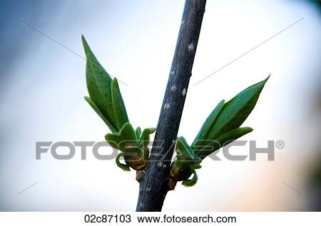 Stock Image - Freshly sprouted tree buds.. Fotosearch