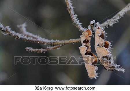Stock Image - Frost covered leaves. Fotosearch