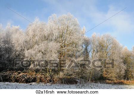 Stock Image - Frost covered trees. Fotosearch