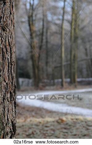 Stock Image - Frost on a footpath through woodland. Fotosearch