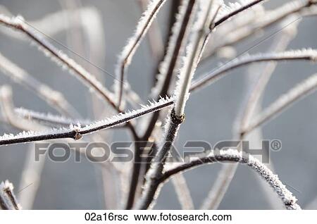 Frost on a plant in winter View Large Photo Image Stock Image - Frost on a plant in winter. Fotosearch