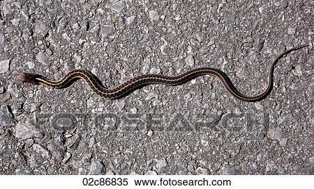 Garter snake crossing cement path. View Large Photo Image Stock Photography - Garter snake crossing cement path.. Fotosearch
