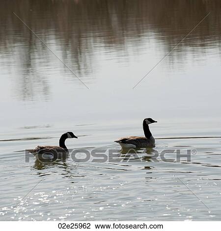 Geese on the lake at Winnipeg Beach, Manitoba Canada View Large Photo Image Stock Image - Geese on the lake at Winnipeg Beach, Manitoba Canada. Fotosearch