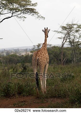 Giraffe in Kenya Africa View Large Photo Image Picture - Giraffe in Kenya Africa. Fotosearch