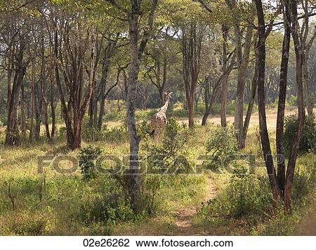Giraffe in Kenya Africa View Large Photo Image Stock Image - Giraffe in Kenya Africa. Fotosearch