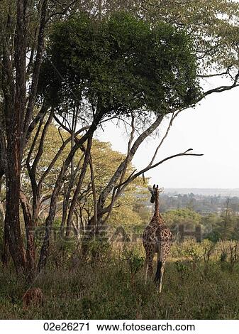 Giraffe in Kenya Africa View Large Photo Image Stock Image - Giraffe in Kenya Africa. Fotosearch