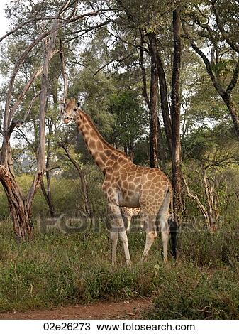 Giraffe in Kenya Africa View Large Photo Image Stock Image - Giraffe in Kenya Africa. Fotosearch