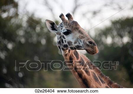 Giraffe in Kenya View Large Photo Image Picture - Giraffe in Kenya. Fotosearch