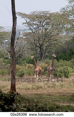 Giraffe in Kenya View Large Photo Image Stock Photo - Giraffe in Kenya. Fotosearch