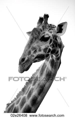 Giraffe in Kenya View Large Photo Image Stock Photo - Giraffe in Kenya. Fotosearch