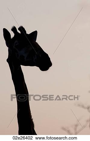 Giraffe in silhouette View Large Photo Image Stock Image - Giraffe in silhouette . Fotosearch