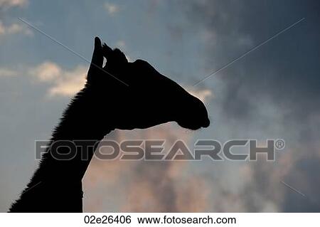 Giraffe in silhouette View Large Photo Image Stock Photograph - Giraffe in silhouette . Fotosearch