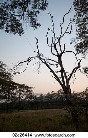 Giraffe Manor grounds in Kenya View Large Photo Image Picture - Giraffe Manor grounds in Kenya. Fotosearch
