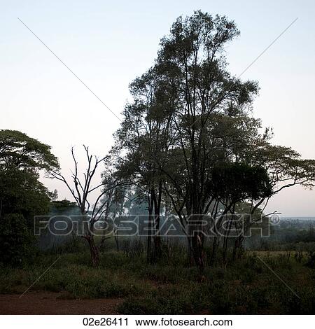 Giraffe Manor grounds in Kenya View Large Photo Image Stock Image - Giraffe Manor grounds in Kenya. Fotosearch