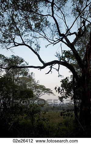 Giraffe Manor grounds in Kenya View Large Photo Image Stock Image - Giraffe Manor grounds in Kenya. Fotosearch