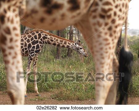 Giraffes feeding in Kenya Africa View Large Photo Image Stock Image - Giraffes feeding in Kenya Africa. Fotosearch