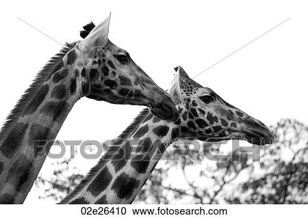 Giraffes in Kenya View Large Photo Image Stock Image - Giraffes in Kenya. Fotosearch