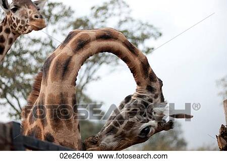 Giraffes in Kenya View Large Photo Image Stock Photo - Giraffes in Kenya. Fotosearch