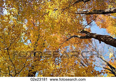 Golden fall foliage. View Large Photo Image Stock Image - Golden fall foliage.. Fotosearch