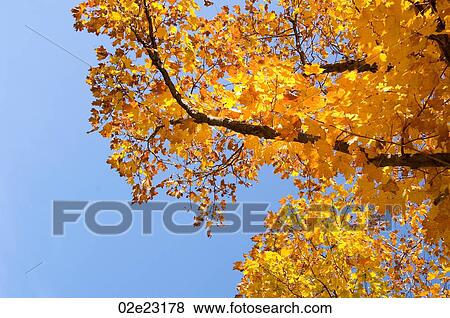 Golden fall leaves against azure blue sky. View Large Photo Image Stock Photo - Golden fall leaves against azure blue sky.. Fotosearch