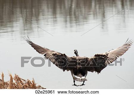 Goose landing on the water at Winnipeg Beach, Manitoba Canada View Large Photo Image Stock Image - Goose landing on the water at Winnipeg Beach, Manitoba Canada. Fotosearch