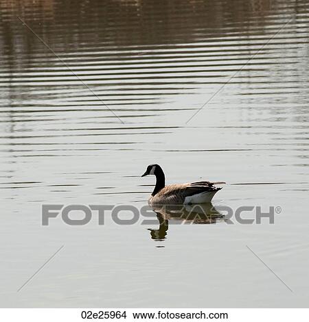 Goose on the lake at Winnipeg Beach, Manitoba Canada View Large Photo Image Picture - Goose on the lake at Winnipeg Beach, Manitoba Canada. Fotosearch