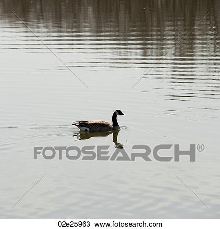 Stock Image - Goose on the lake at Winnipeg Beach, Manitoba Canada. Fotosearch