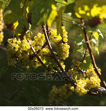 Stock Image - Grapes on the vine in The Hamptons. Fotosearch