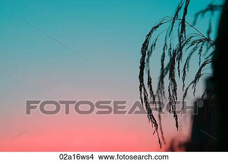 Grass at sunset, Granada, Spain View Large Photo Image Picture - Grass at sunset, Granada, Spain. Fotosearch
